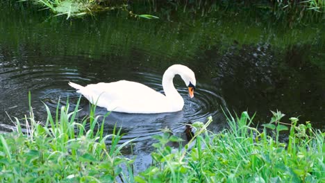 Swan-swimming-on-river-putting-head-underwater-and-eating-weeds-and-plants-from-under-the-water-on-Somerset-Levels
