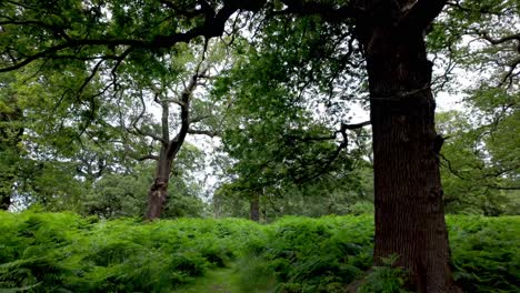 Richmond,-London:-Entering-the-trails-of-Richmond-Green-and-Old-Deer-Park,-discovering-scenic-paths,-lush-greenery,-and-a-tranquil-atmosphere