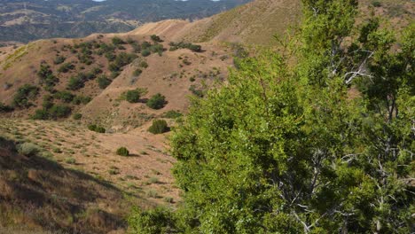 árbol-En-Primer-Plano-Con-Una-Panorámica-De-La-Ladera-De-Un-Rancho-De-Izquierda-A-Derecha