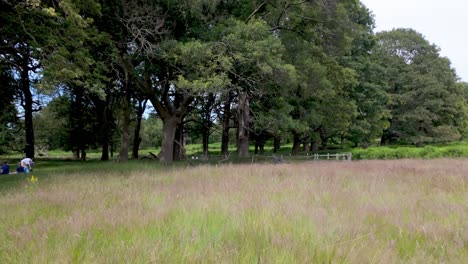 Richmond,-London:-Bewundern-Sie-Einen-Vogel-Im-Flug-Inmitten-Der-Vegetation-In-Richmond-Green-Und-Old-Deer-Park-Und-Fangen-Sie-Die-Ruhige-Natürliche-Schönheit-Und-Die-Lebendige-Tierwelt-Dieser-Grünflächen-Ein