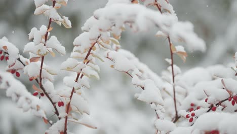 The-first-snow-of-the-season-falls-lightly-on-the-slender,-long-branches-adorned-with-red-berries-and-leaves,-seen-in-a-close-up-parallax-shot