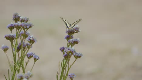 A-graceful-butterfly-in-flight-above-a-vibrant-flower,-showcasing-the-elegance-and-harmony-of-nature's-dance-in-this-captivating-scene