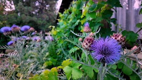 Close-up-view-of-purple-artichoke-flowers-blooming-in-a-garden-in-Crimea