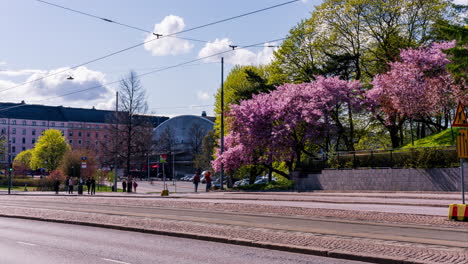 Time-lapse-of-traffic-and-blossoming-cherry-trees,-spring-day-in-Toolo,-Helsinki