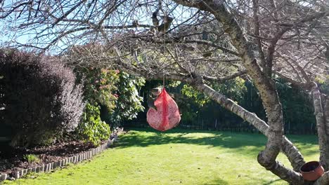 Bell-birds-feeding-off-a-fat-ball-suspended-from-branch-of-cherry-blossom-tree-in-winter