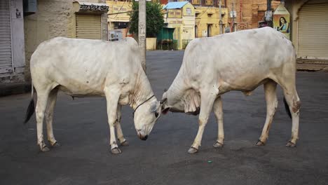 Peleas-De-Vacas-En-Medio-De-La-Calle-Vacía-Por-La-Mañana