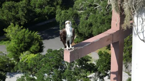 águila-Pescadora-Sentada-Tranquilamente-En-Una-Percha-Muy-Por-Encima-Del-Vecindario.