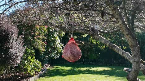 Multiple-bell-birds-feeding-off-a-fat-ball-in-a-backyard