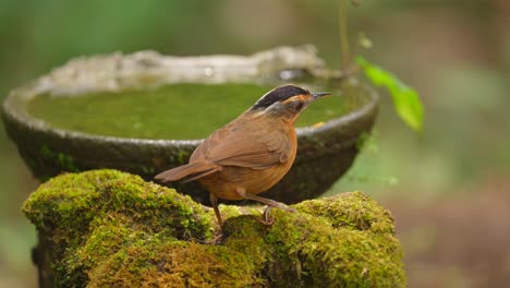 Javanischer-Schwarzkopf-Babbler-Vogel-Bereitet-Sich-Auf-Ein-Bad-Vor