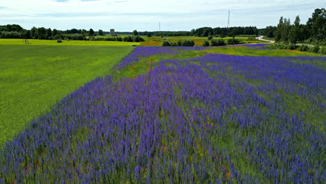 Plantation-of-purple-phacelia-seen-from-above,-surrounded-by-grass,-going-forward