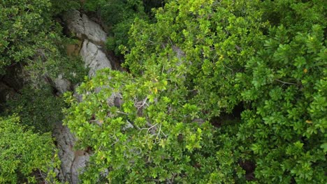 Jungle-vegetation-canopy,-dense-green-vegetation-in-Colombia,-South-America