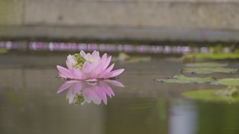 A-charming-frog-perched-gracefully-on-a-water-lily,-capturing-a-serene-moment-in-the-tranquil-beauty-of-nature