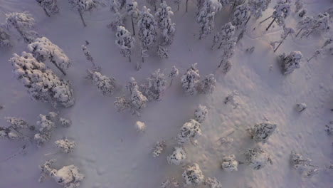 Drone-tilting-over-snowy-trees-toward-endless-wilderness,-sunrise-in-Lapland