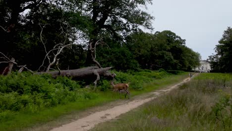 Richmond,-London:-Exploring-Richmond-Green-and-Old-Deer-Park,-observing-the-deer-amidst-lush-landscapes-and-historical-surroundings