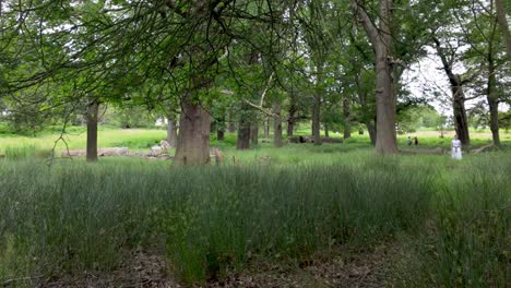 Richmond,-London:-Exploring-the-trails-of-Richmond-Green-and-Old-Deer-Park,-enjoying-the-scenic-landscapes,-tranquil-atmosphere,-and-rich-history