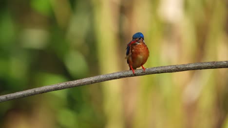 Blauohr-Eisvogel,-Der-Auf-Dem-Ast-Sitzt-Und-Sich-Entspannt