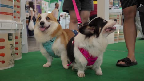 Petfest-festival,-Corgis,-leads,-owners,-animal-product-display,-people