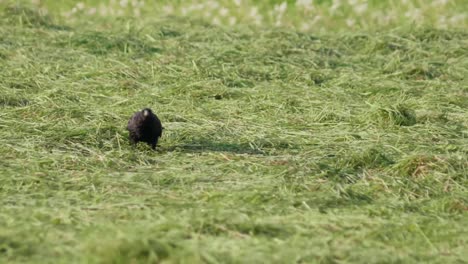 El-Cuervo-Negro-Vuela-Lejos-De-La-Pradera-Verde-Del-Campo-De-Hierba-Cortada,-La-Vida-Silvestre