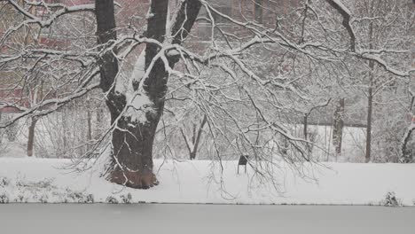 Snow-gently-falls-on-an-old-oak-by-a-small-pond