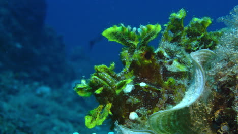 Abeautiful-rhinopias-gently-swaying-with-the-ocean-current-amount-the-soft-corals-against-the-deep-blue-ocean-background