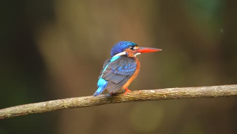 Adorable-Close-up-Blue-eared-kingfisher-bird-perching-on-the-tree-branch