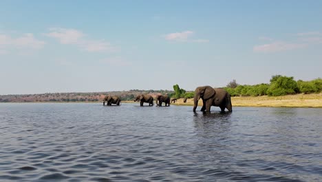 Elephants-In-River-At-Chobe-National-Park-In-Kasane-Botswana