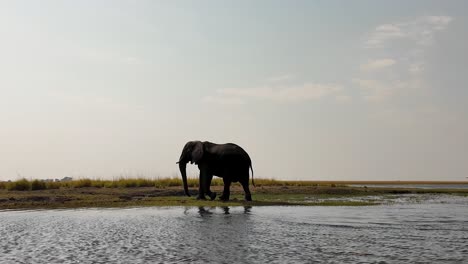 Elefante-Africano-En-El-Parque-Nacional-Chobe-En-Kasane-Botswana