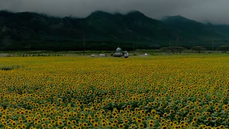Fields-Of-Gold-Sunflowers