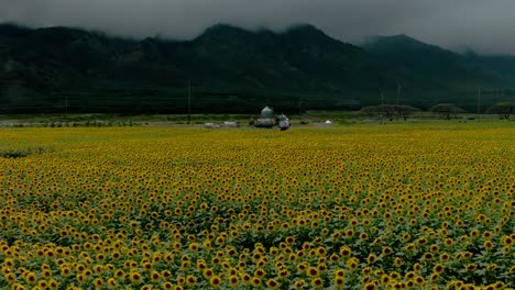 Felder-Mit-Goldenen-Sonnenblumen