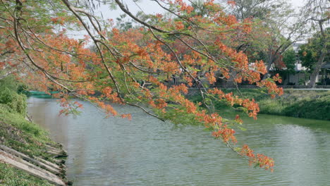 Still-video-shot-of-a-flowering-flame-tree-Delonix-regia-that-is-growing-by-a-flowing-creek-in-the-middle-of-a-park-in-Bangkok,-Thailand