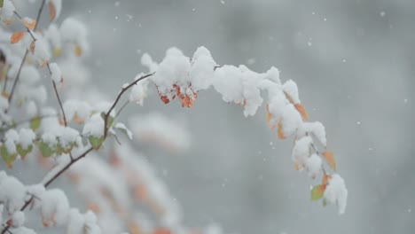 Äste-Mit-Verwelkten-Herbstblättern-Erhalten-Ihre-Erste-Schneeschicht,-Aufgenommen-In-Einer-Nahaufnahme-Mit-Parallaxe