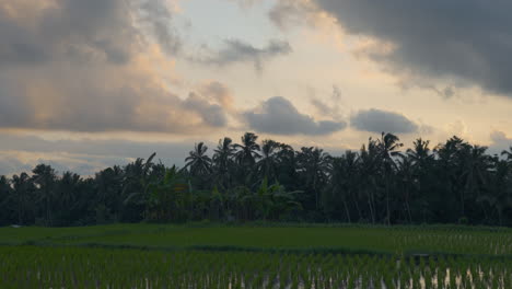 Espectacular-Puesta-De-Sol-Sobre-Campos-De-Arroz-Con-Cocoteros-En-Bali,-Indonesia