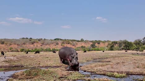 Hipopótamo-En-El-Agua-En-El-Parque-Nacional-Chobe-En-Kasane-Botswana