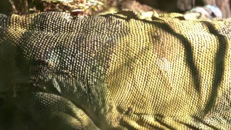 Close-up-shot-of-a-lace-monitor,-or-tree-goanna-,-with-a-dull-bluish-black-appearance,-crawling-around-on-the-ground