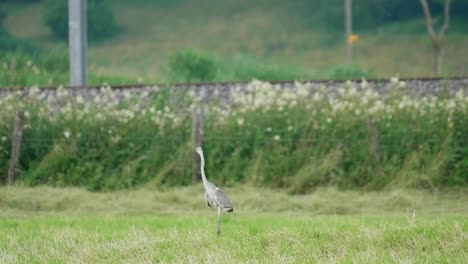 Statische-Aufnahme-Eines-Graureiher-Vogels,-Der-Langsam-Auf-Einer-Grünen-Wiese-Läuft