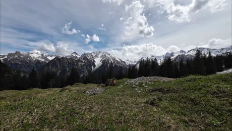 Wild-Marmot-see-Danger-and-Run-into-Burrow