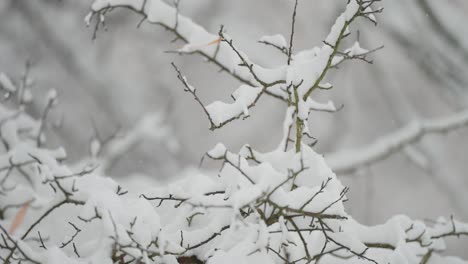 Light-first-snow-blankets-the-leafless-branches-of-a-rowan-tree,-highlighting-its-red-berries-in-a-close-up-parallax-shot