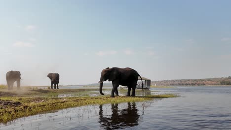 Afrikanischer-Elefant-Im-Chobe-Nationalpark-In-Kasane,-Botswana