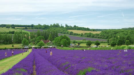 Panorama-Del-Campo-De-Lavanda-Púrpura-En-Castle-Farm-En-Sevenoaks,-Kent,-Reino-Unido