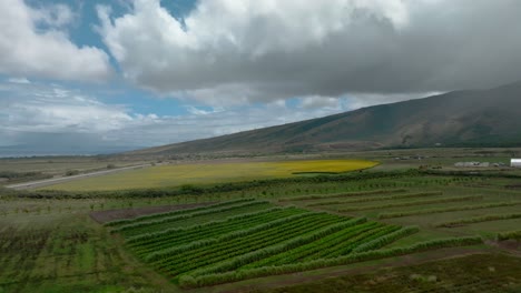 Luftparallaxe:-Sonnenblumen-Biodiesel-Farm-Für-Erneuerbare-Energien-Auf-Maui