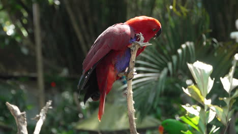 Moluccan-Eclectus-Female-Parrot-Bird-Flies-up-Hopping-on-Tree-Branches-Lit-with-Bright-Sunlight-in-Sanctuary-Indonesian-Park---close-up,-slow-motion