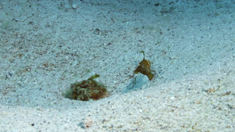 Eine-Unglaubliche-Aufnahme-Des-Jungen-Blauen-Messerfisches,-Der-Still-Gegen-Die-Meeresströmung-Auf-Dem-Sandigen-Boden-Steht