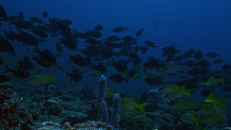 A-beautiful-underwater-fly-by-of-the-volcanic-ocean-floor-shadowed-by-large-schools-of-colourful-reef-fish