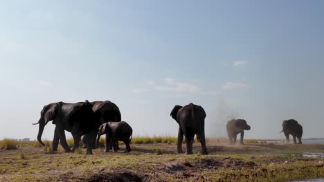 Elefantes-Africanos-En-El-Parque-Nacional-Chobe-En-Kasane-Botswana