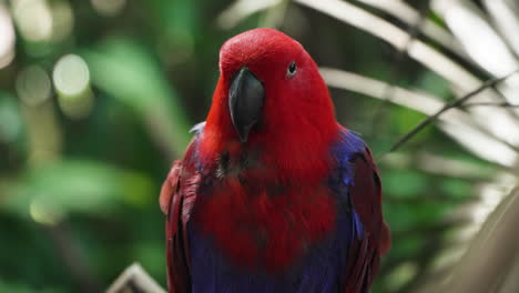 Moluccan-Eclectus-Female-Parrot-Bird-Perched-on-Tree-Branch-Lit-With-Soft-Day-Sunlight---Extreme-Face-Close-up