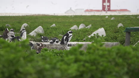 Vom-Aussterben-Bedrohte-Afrikanische-Pinguine-Mausern-Sich-Im-Unberührten-Meeresschutzgebiet-Bird-Island-In-Der-Algoa-Bay,-Südafrika