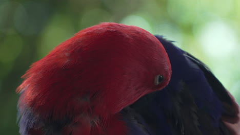Moluccan-Eclectus-Female-Parrot-Bird-Extreme-Close-up-Preening-or-Grooming-Plamage-Under-Wings-in-Wild-Forest-of-Bali,-Indonesia