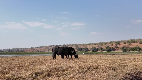 Búfalo-Salvaje-En-El-Parque-Nacional-Chobe-En-Kasane-Botswana