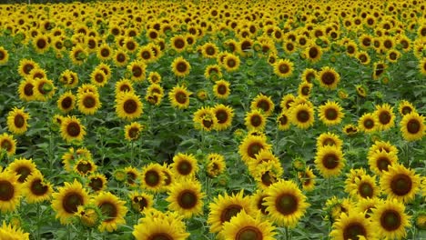 Beautiful-Golden-Sunflowers-Waving-In-The-Warm-Sunshine-Breeze