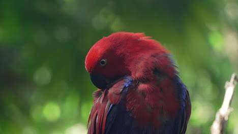 Molukken-Eclectus-Papagei,-Weiblicher-Vogel,-Der-Sich-In-Nahaufnahme-Auf-Unscharfem-Waldgrünlaubhintergrund-In-Sanftem-Sonnenlicht-Putzt-Oder-Federn-Pflegt